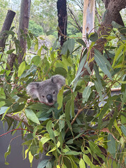 koala resting in eucalyptus tree in Queensland Australia