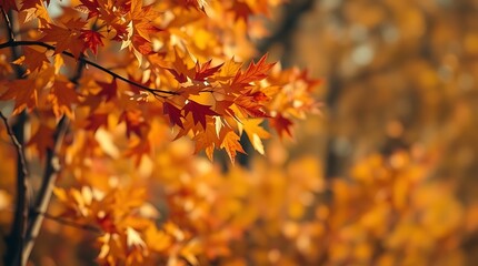 Autumn Maple Leaves: Vibrant Fall Foliage Photography