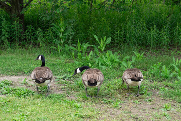 Trio of Geese in a Serene Forest Setting