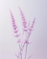 Fresh Blooming Lavender Sprigs Arranged in Elegant Pattern on Clean White Surface