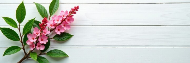 Fototapeta premium Pink Gebera branches with lush green leaves on a white wooden background, decorative, botanical, leaf
