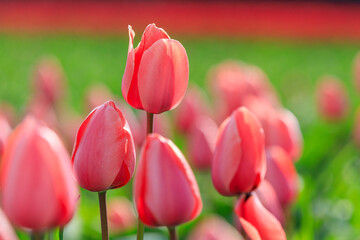 Fototapeta premium Europe, The Netherlands, Nord Holland. Callantsoog. Dutch tulips in field.