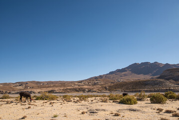 beautiful portrait of a group llamas grazing in the Andes mountain range surrounded by mountains clouds with a blue sky illuminated with natural light in the heights 