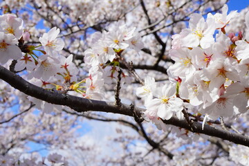 青空の下に咲くピンク色の綺麗な桜の花。2024年4月上旬の千葉県の桜。