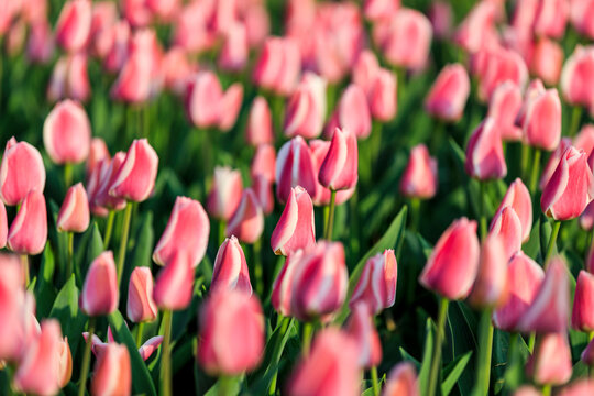 Europe, The Netherlands, North Holland, Schagerbrug, Grote Sloot. Fields of tulips.