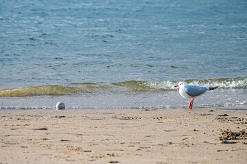 東京　お台場の風景