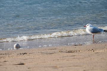 東京　お台場の風景