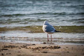 東京　お台場の風景
