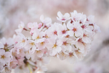 Japanese cherry, sakura