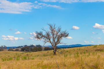 Late Summer Countryside in the Southern Tablelands