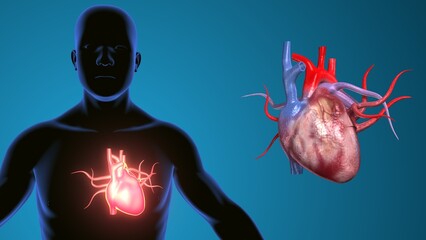 heart chambers in human body. 3d render