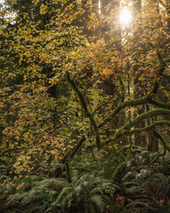 Morning light in a Pacific Northwest autumn forest