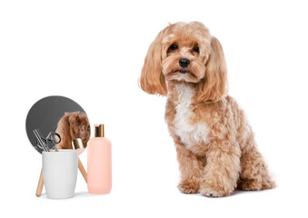 Cute dog and grooming tools on white background