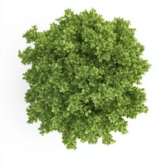 Fototapeta premium A lush, green plant with dense leaves, viewed from above, showcasing its vibrant color and healthy foliage.