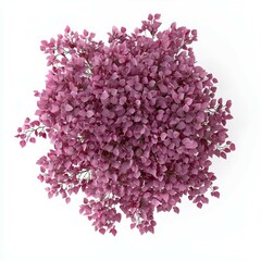 Fototapeta premium Top view of a vibrant cluster of purple leaves, showcasing a lush, dense arrangement that adds a touch of color and natural beauty.