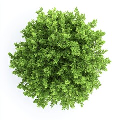 Naklejka premium Top view of a lush, spherical green bush showcases vibrant foliage, for landscaping or natural decor.