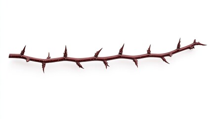 A close-up view of a sharp, thorny branch isolated on a white background, showcasing its intricate details