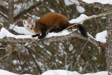 Obraz premium Pine marten on a snowy tree branch.