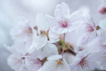 Japanese cherry, sakura