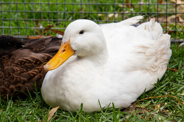 white duck sits on the grass