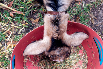 the goat eats from a bucket