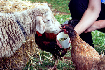 ram and chicken eating from hands on a farm from hands