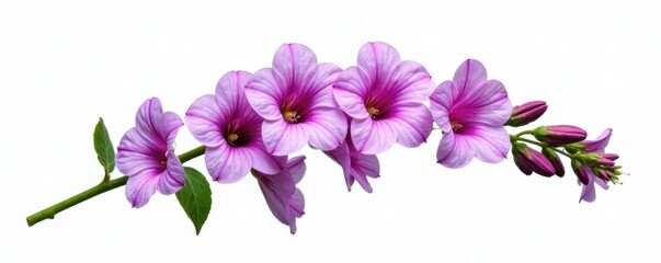 Purple foxglove flowers on a green branch against a white background, flower branch, botanical, elegant