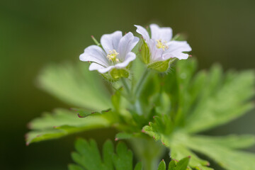 Carolina cranesbill