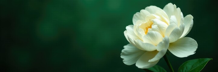 A white peony unfurls on a dark green background with delicate veins, darkgreen, white