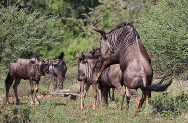 Streifengnu  Blue Wildebeest 