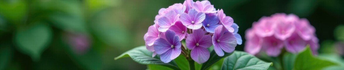 Obraz premium Hydrangea macrophylla Blaumeise blooms in a garden pot, soft, foliage