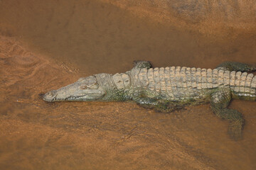 Fototapeta premium Nilkrokodil / Nile crocodile / Crocodylus niloticus