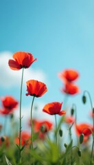 Fototapeta premium Poppies in soft focus on a serene blue sky background, bloom, focus