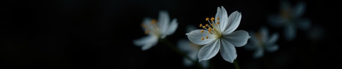 Fototapeta premium Pure white delicate flower with six petals on black backdrop, white, bloom, winter