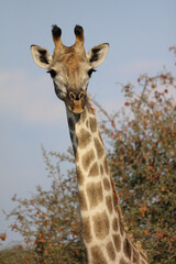 Giraffe / Giraffe / Giraffa camelopardalis