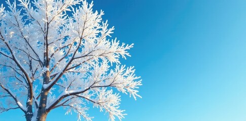 White frozen tree branches against a blue sky, blue sky, frozen tree