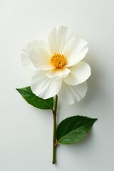 Fototapeta premium White peony like frangipani on white background, bloom, texture, frangipani