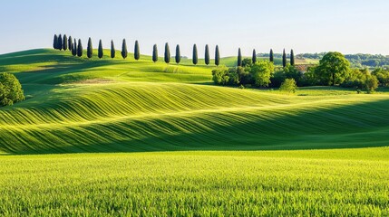 Lush green rolling hills under a clear blue sky with cypress trees lining the horizon