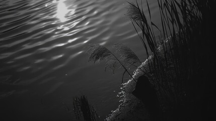 Serene waterside scene with silhouetted reeds reflecting sunlight on a calm lake surface
