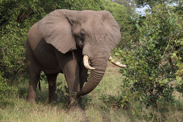 Obraz premium Afrikanischer Elefant / African elephant / Loxodonta africana