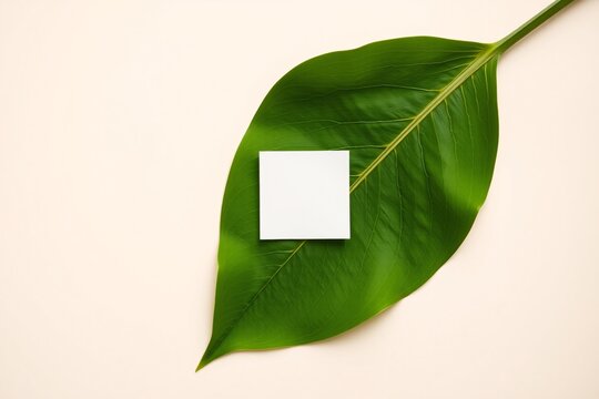 A blank white card is elegantly displayed on large green leaves against a beige background, perfect for creative designs and nature-inspired themes.