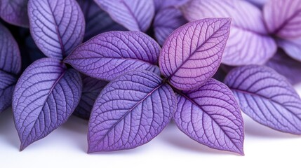 Close-up of vibrant purple leaves with intricate vein patterns against a soft background
