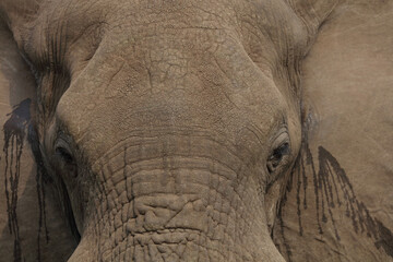 Fototapeta premium Afrikanischer Elefant / African elephant / Loxodonta africana..