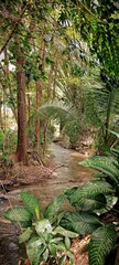 fern in the forest