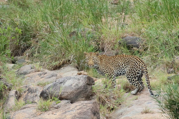 Leopard / Leopard / Panthera pardus.