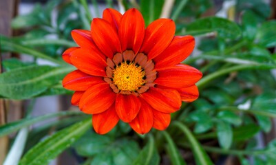 Flowers from my garden