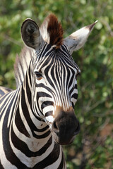 Steppenzebra / Burchell's zebra / Equus quagga burchellii