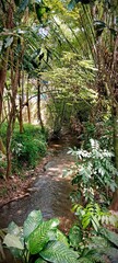 In the forest