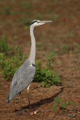 Afrikanischer Graureiher / Grey heron / Ardea cinerea