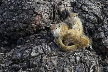 Ockerfußbuschhörnchen / Tree squirrel / Paraxerus cepapi